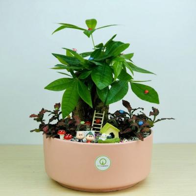 Tiểu cảnh mini để bàn làm việc mang lại tài lộc, may mắn