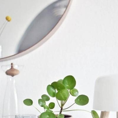 Nhà nhỏ vẫn có thể trồng được 9 loại cây cảnh dưới đây