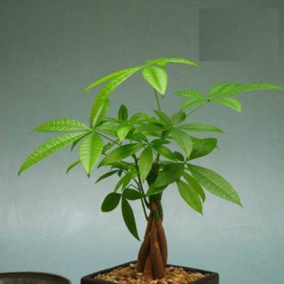 9 loại cây cảnh để bàn này còn mang tài lộc đến cho gia chủ